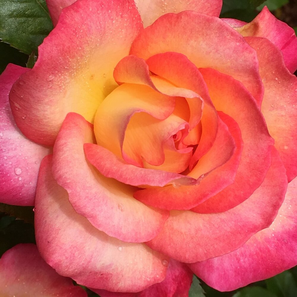 Meet your Posher, Christine